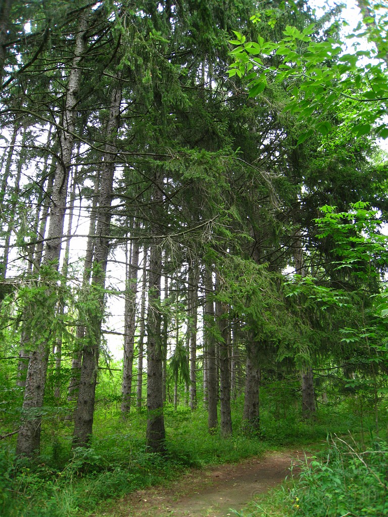 Matthaei Botanical Gardens 2010 0560.jpg - My favorite place in the park is the large pine forest. Quiet, cool, nice and peaceful.